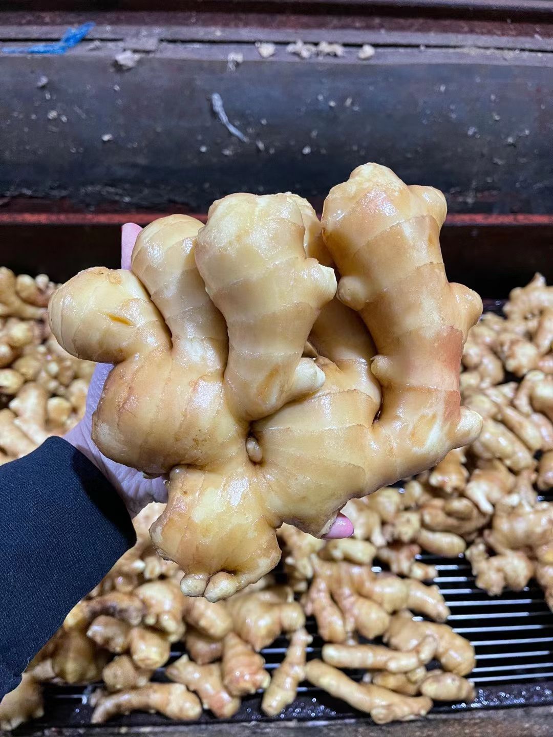 大黄姜  新鲜大姜，二黄姜，优质生姜大量出售。山东生姜基地