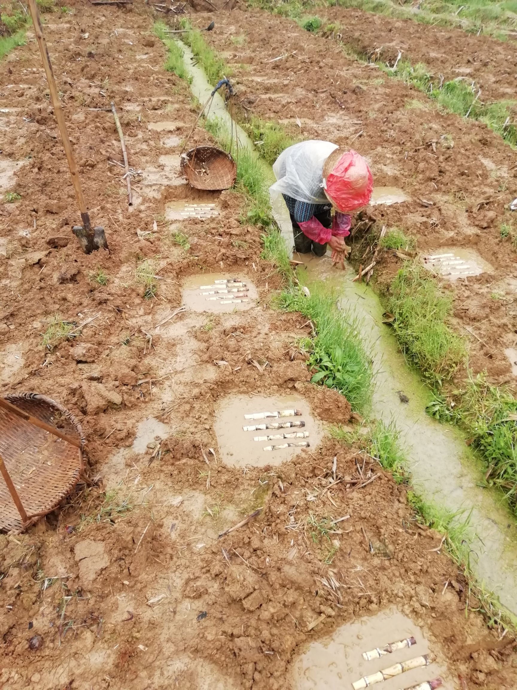 甘蔗苗木格白玉蔗种玻璃脆甘蔗种苗白玉甘蔗种苗非黑皮黄皮甘蔗