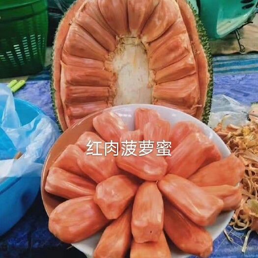 灵山县泰国十二号红肉菠萝蜜苗  红肉   脆甜   种植3年结果