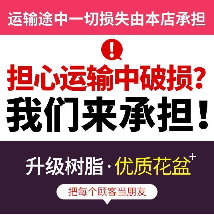 菜盆长方形花盆塑料阳台种菜花盆树脂配托盘大绿萝盆栽兰花葱韭蒜