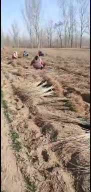 紫穗槐小苗，适应护坡绿化工程用苗。