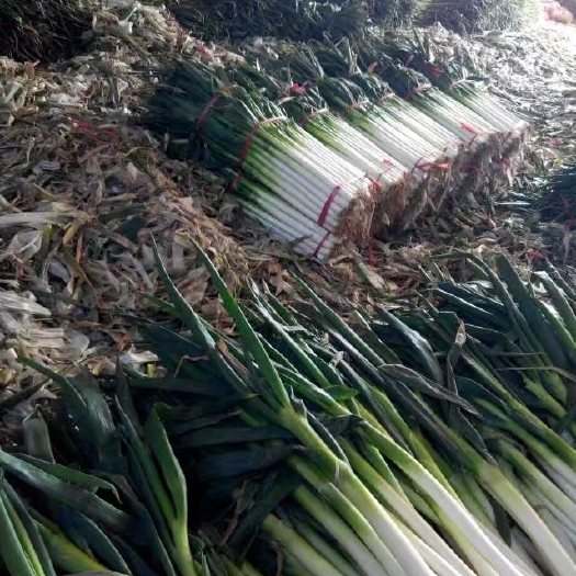 平度市大葱  找收葱，加工，一定量大的客户合作有地方