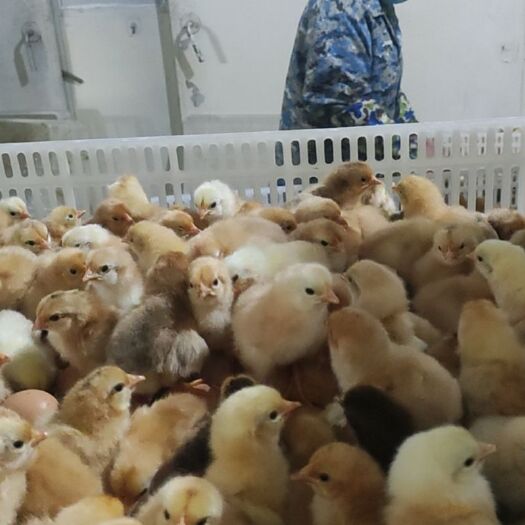 枣阳市优质土鸡苗 厂家直销  价格美丽