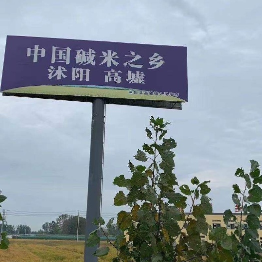 沭阳县高墟大米  粳米  中国大米之乡