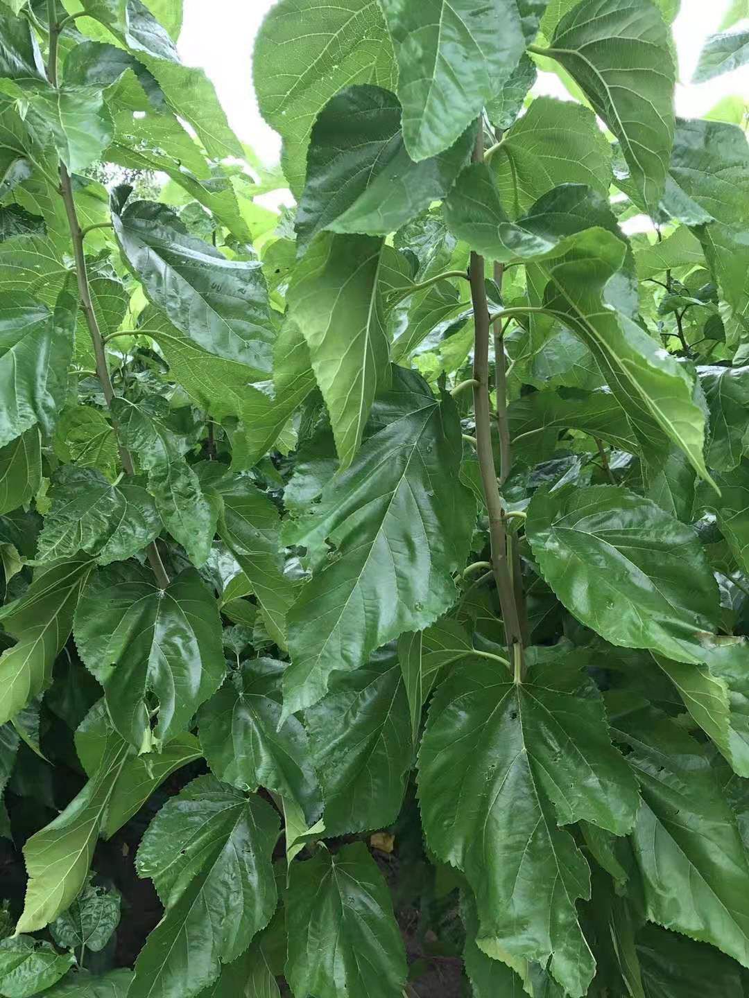 蛋白桑苗 蛋白桑
