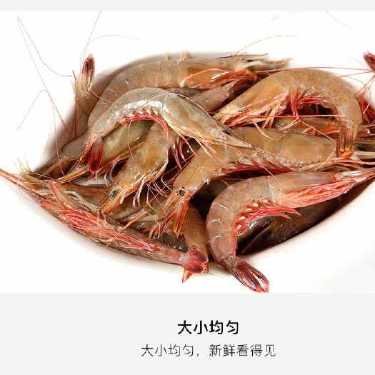 东山县对虾  剑虾 冻剑虾  火锅 白灼 爆炸都合适
