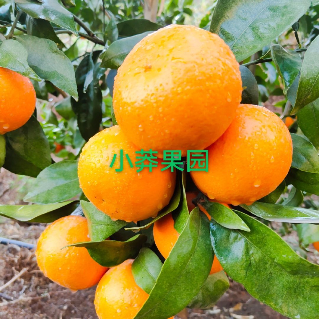  云南产地优质沃柑电商合作