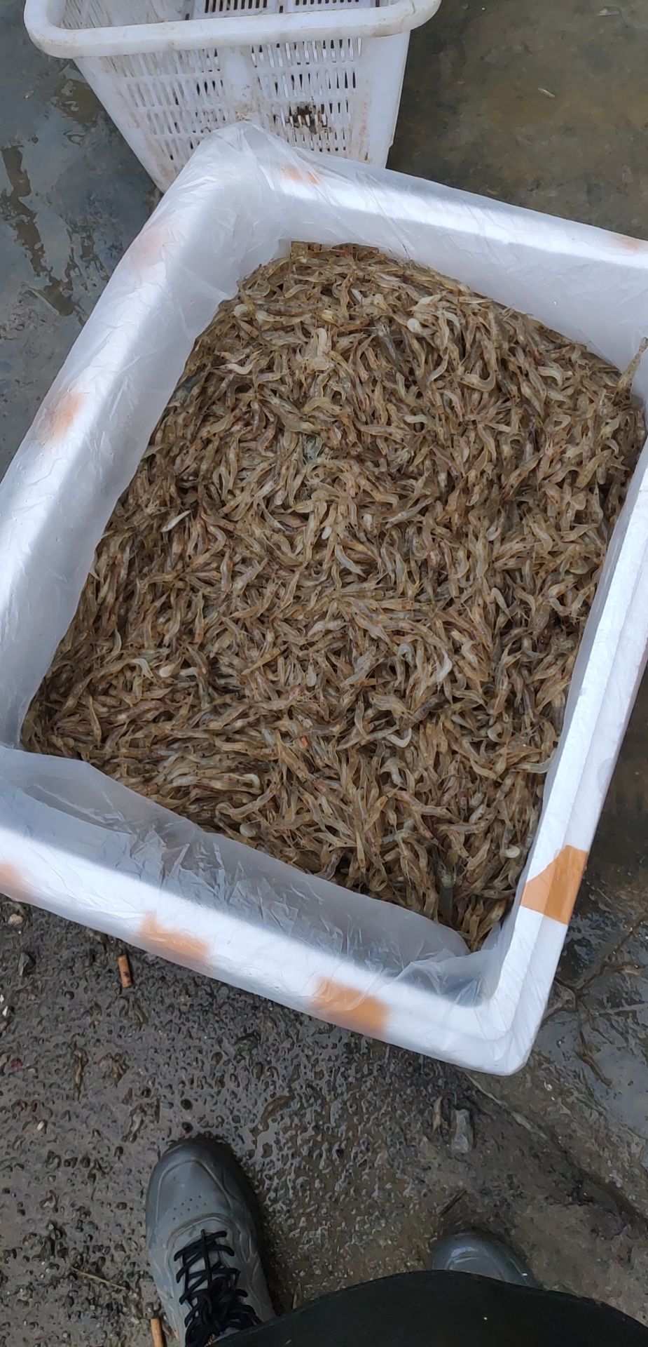 白米虾  青虾靓货