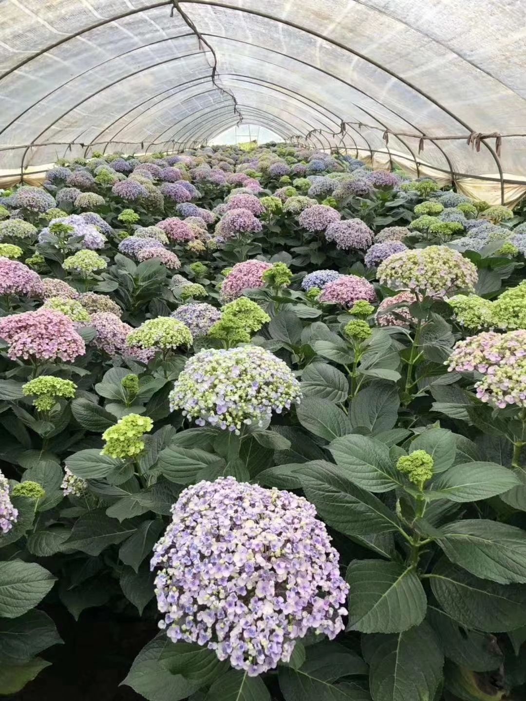 蓝边八仙花 无尽夏  绣球苗  大花绣球