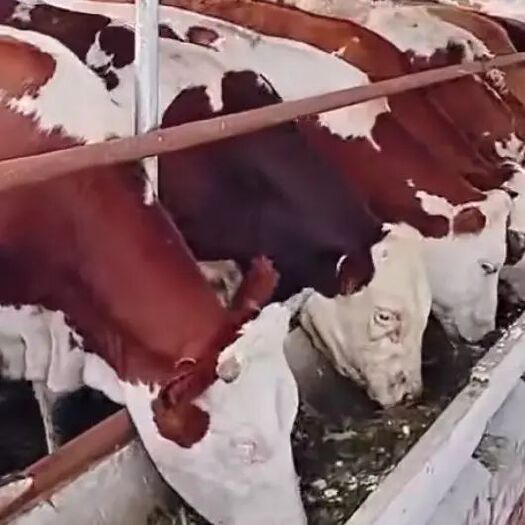 古蔺县 肉牛基地现售大小肉牛好品种生长快
