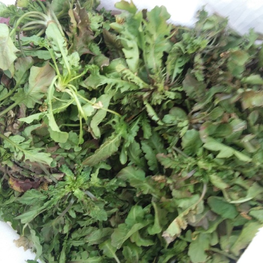 丰县荠菜 