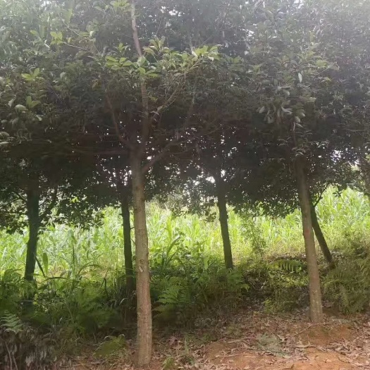 宜良县出售各种规格的滇润楠