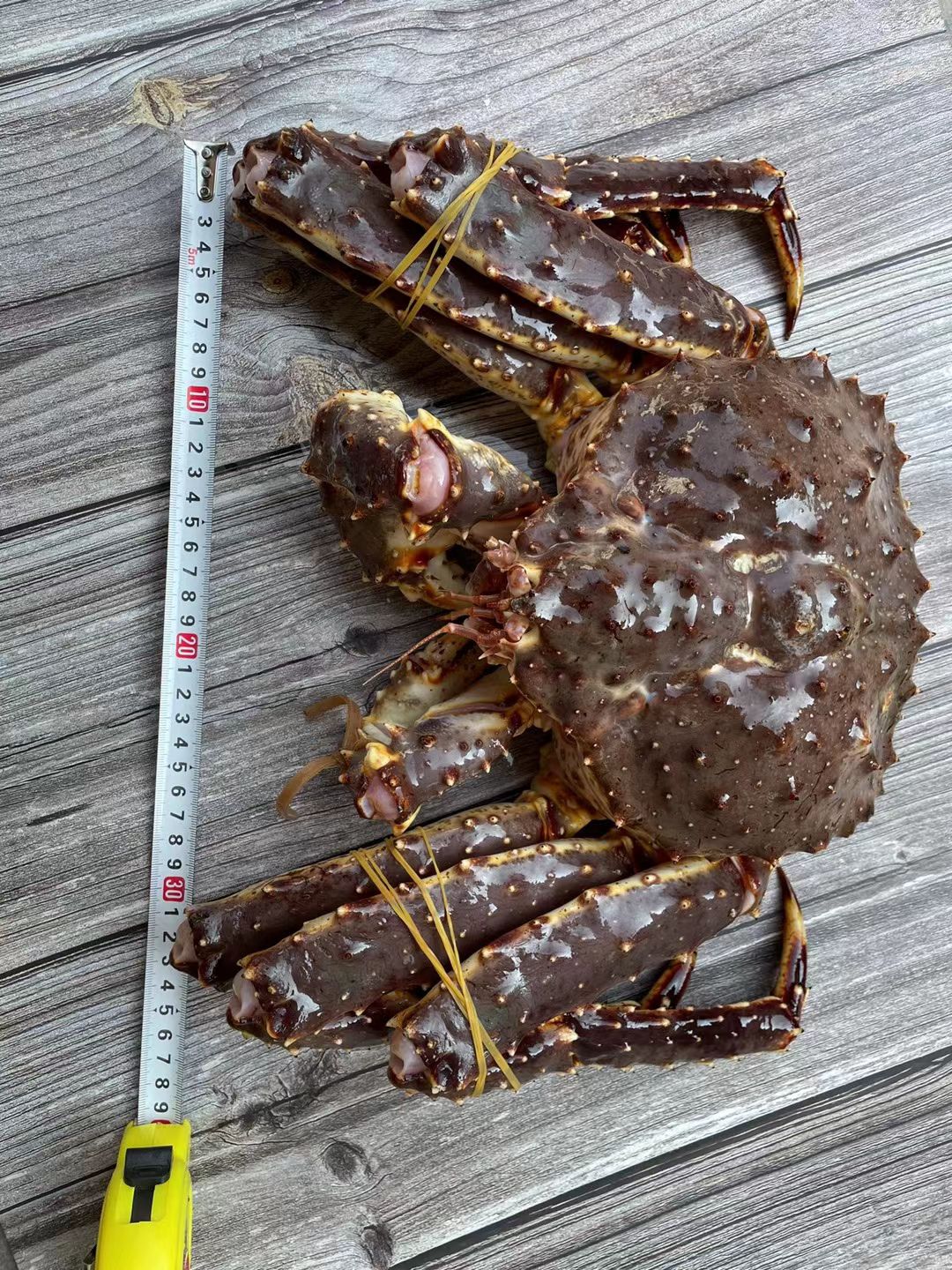  帝王蟹/蓝帝王