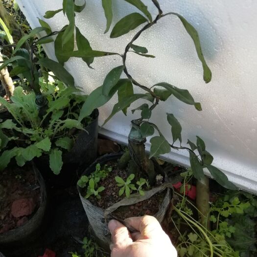 雅安金弹子嫁接血红果品种苗盆景盆栽，血红果，花生果，葫芦果车厘子