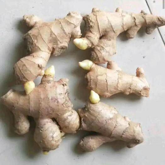 灵山县【精品高产王姜种】产量高 好管理 抗病毒能力强 全国发货