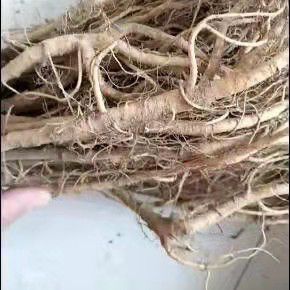 睢宁县蛋白桑苗 蛋白桑