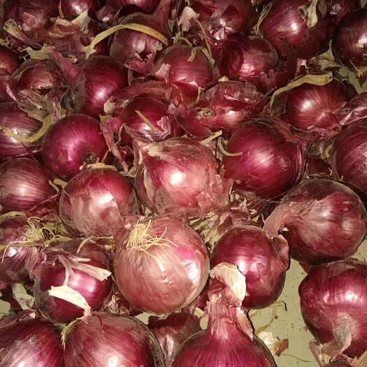 金乡县黄皮洋葱  山东洋葱扒皮净葱精品紫葱精品食品厂货 食堂货品类