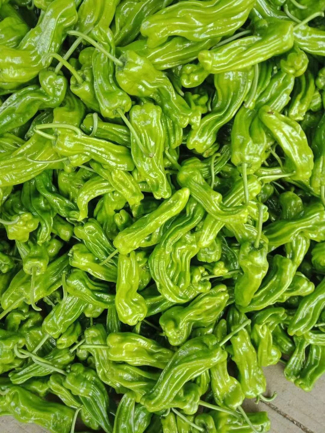 【精品】薄皮椒，芜湖椒