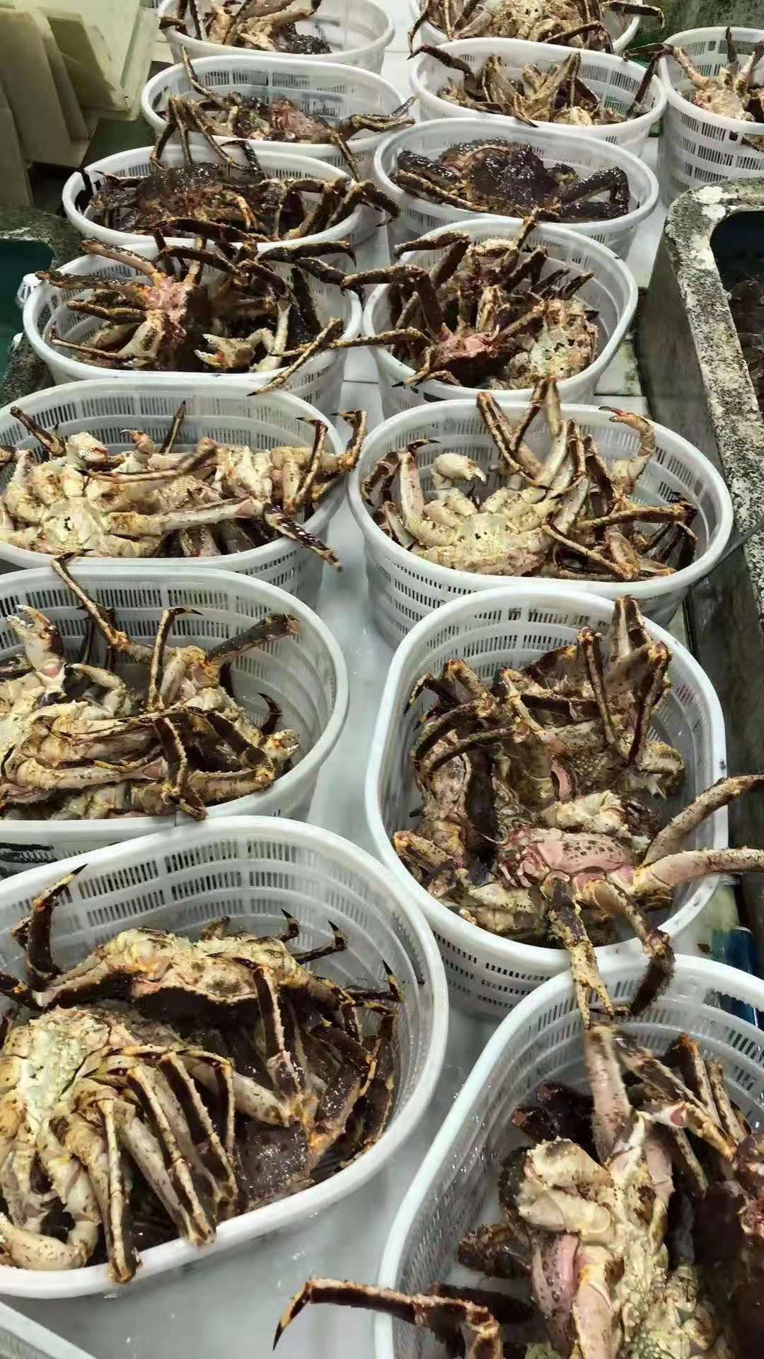  帝王蟹/蓝帝王
