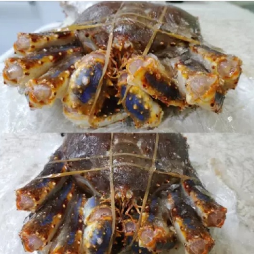 谷城县帝王蟹