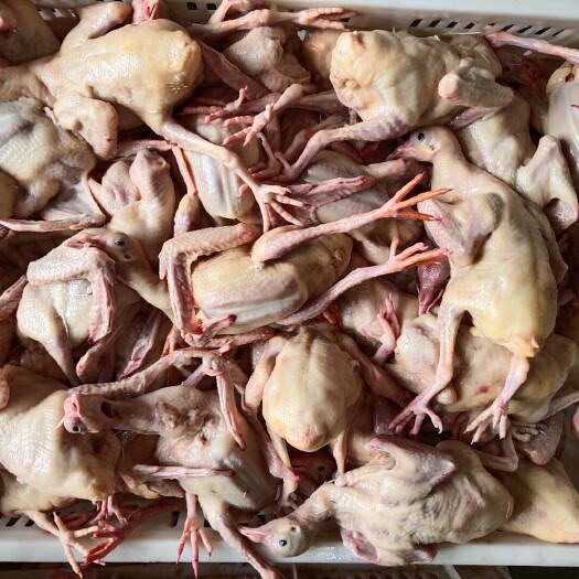 无极县白条鸽  肉鸽 鸽肉 白鸽 乳鸽冷冻冰鲜活体宰杀现货供应规格齐全