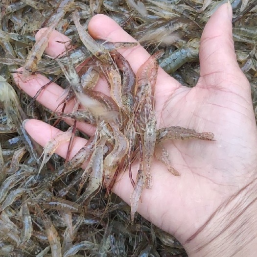 东兰县白米虾  青虾靓货