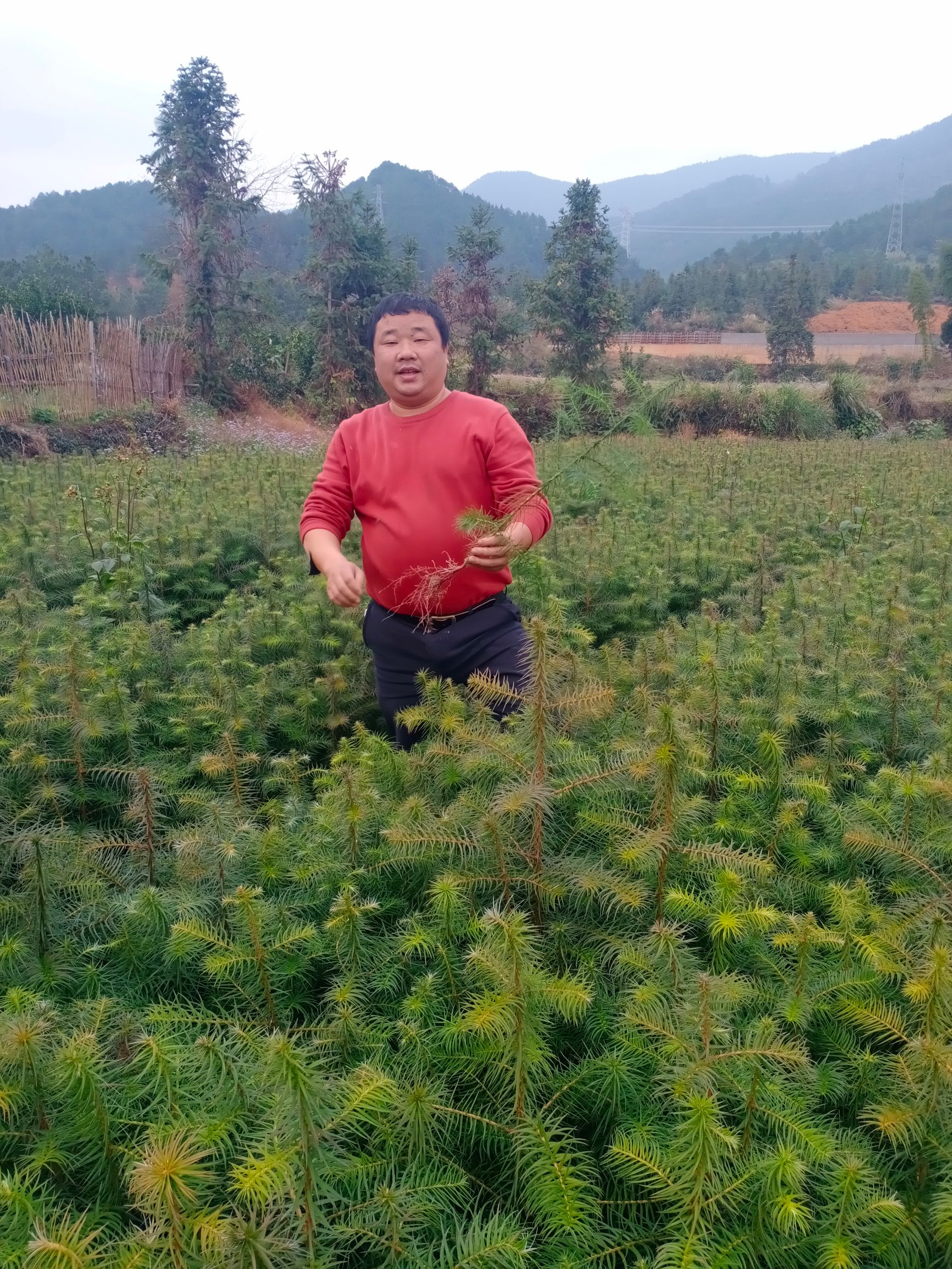 刺杉 优质陈山红心杉大量出售