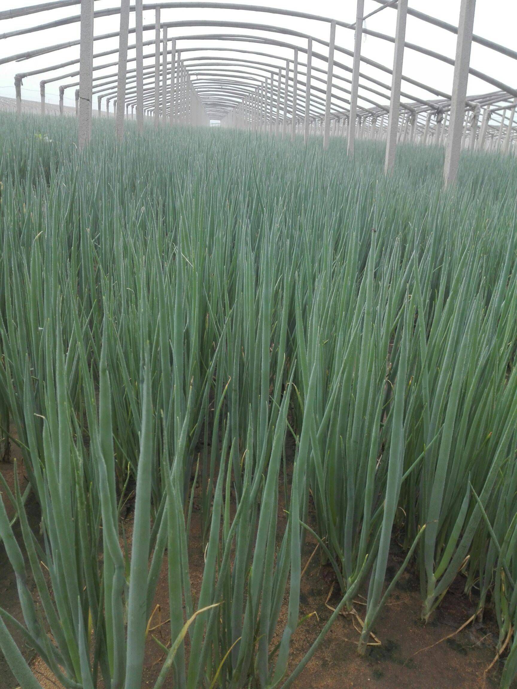 章丘大葱苗  正宗章丘葱苗，保证质量，价格合理，信誉第一！提前预定中