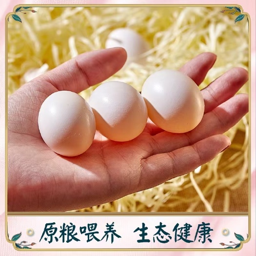 成都 纯玉米喂养鸽子蛋