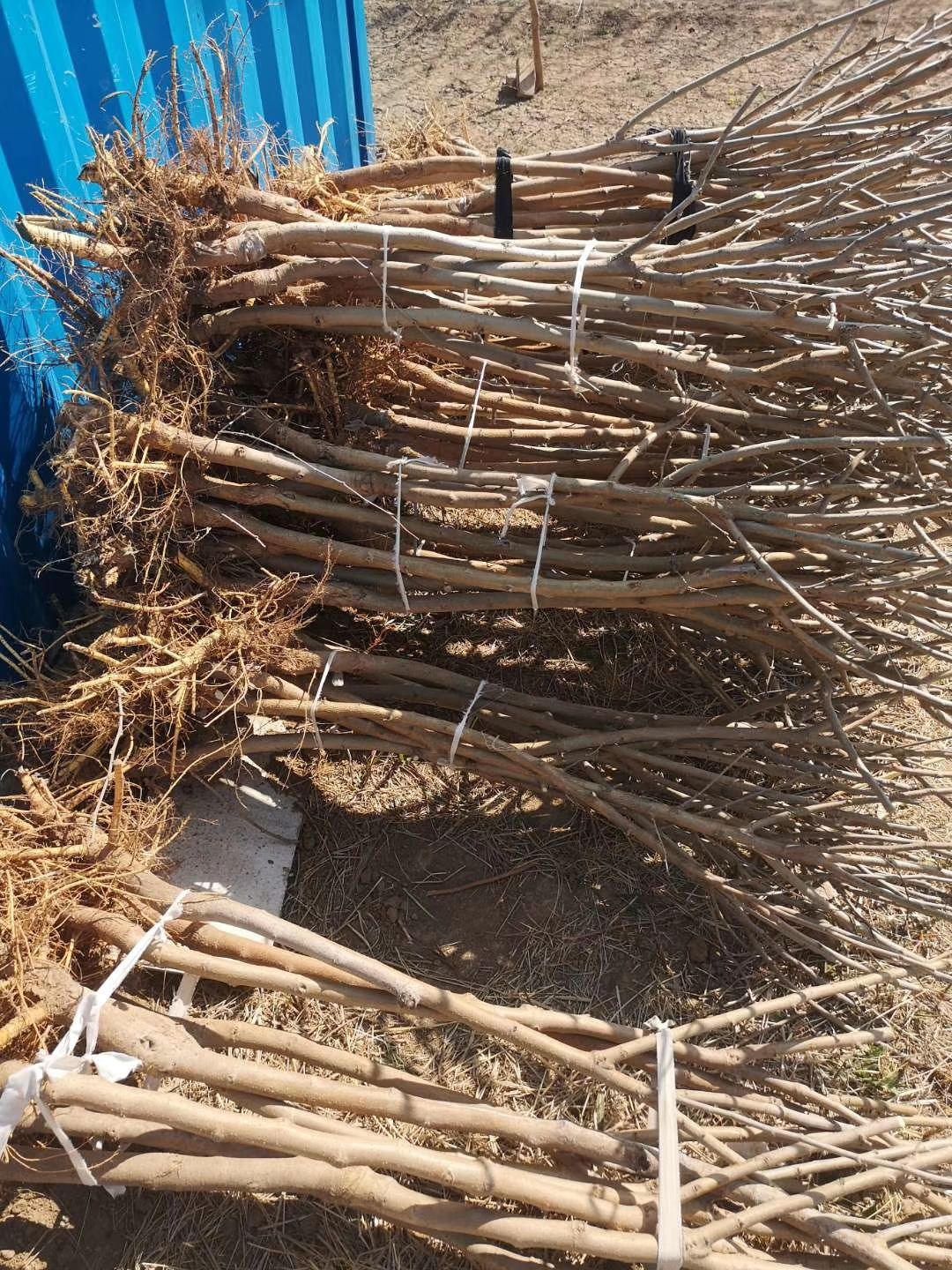 大叶桑苗  蚕桑苗