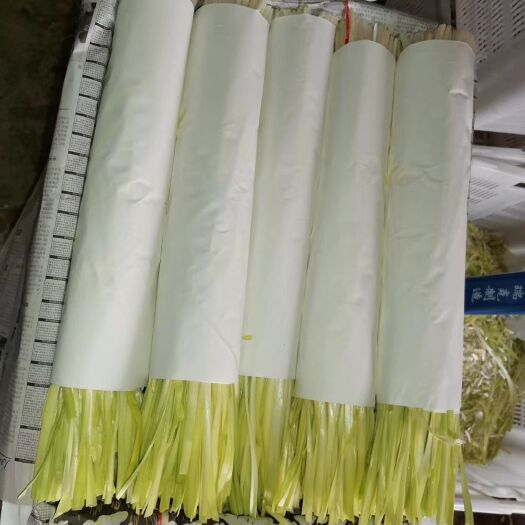弥勒市韭黄 二茬 40~50cm 