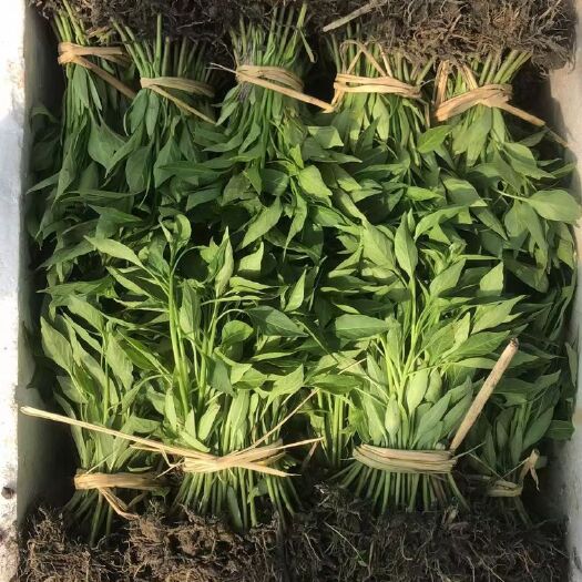 醴陵市早春辣椒苗