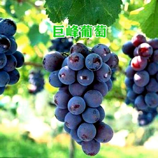 平邑县巨峰葡萄苗  优质巨峰葡萄脱毒苗  品种纯正， 现挖现发，放心购买