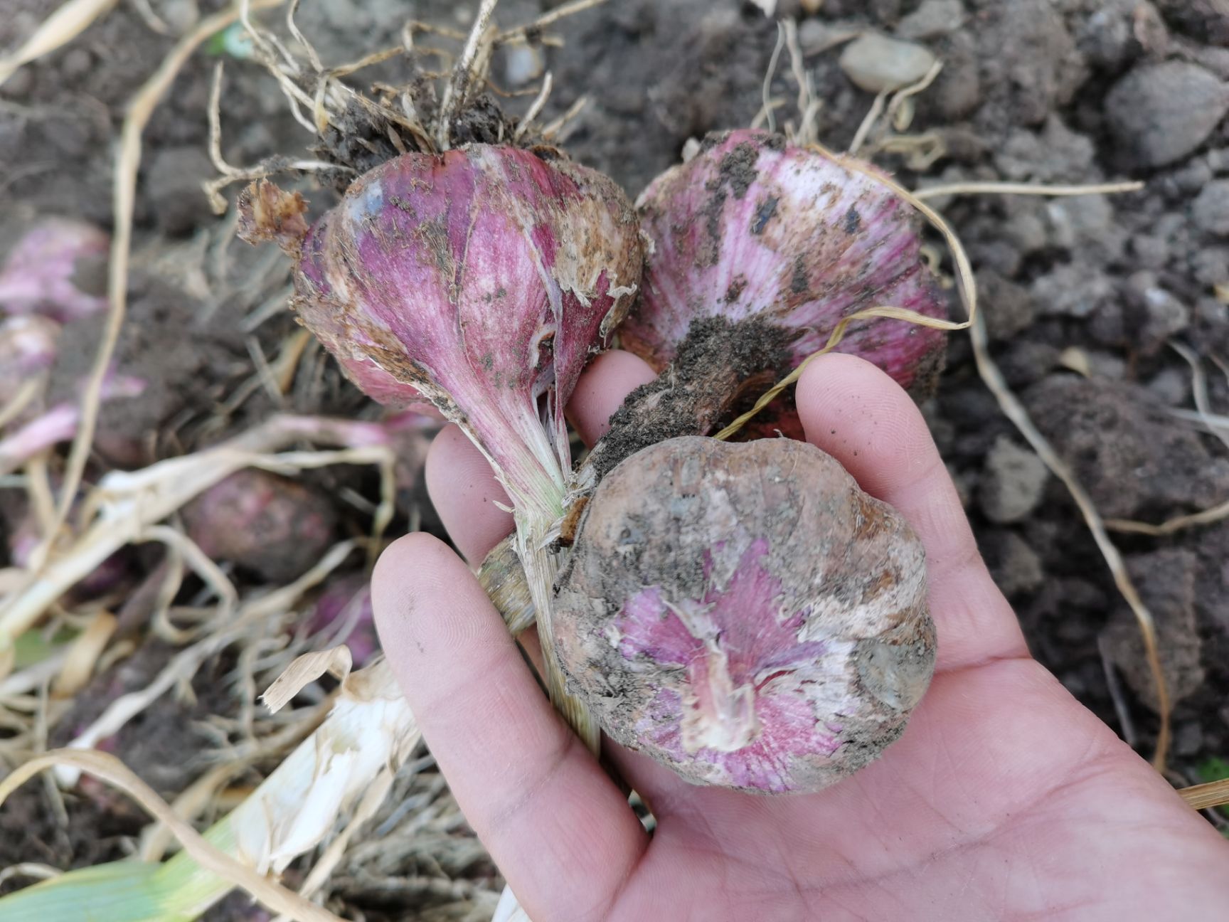 红皮蒜  精品高原红蒜，产地直供。