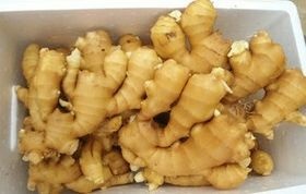 灵山县优质窖藏【老姜】产地直销【保质保量 四季供应】