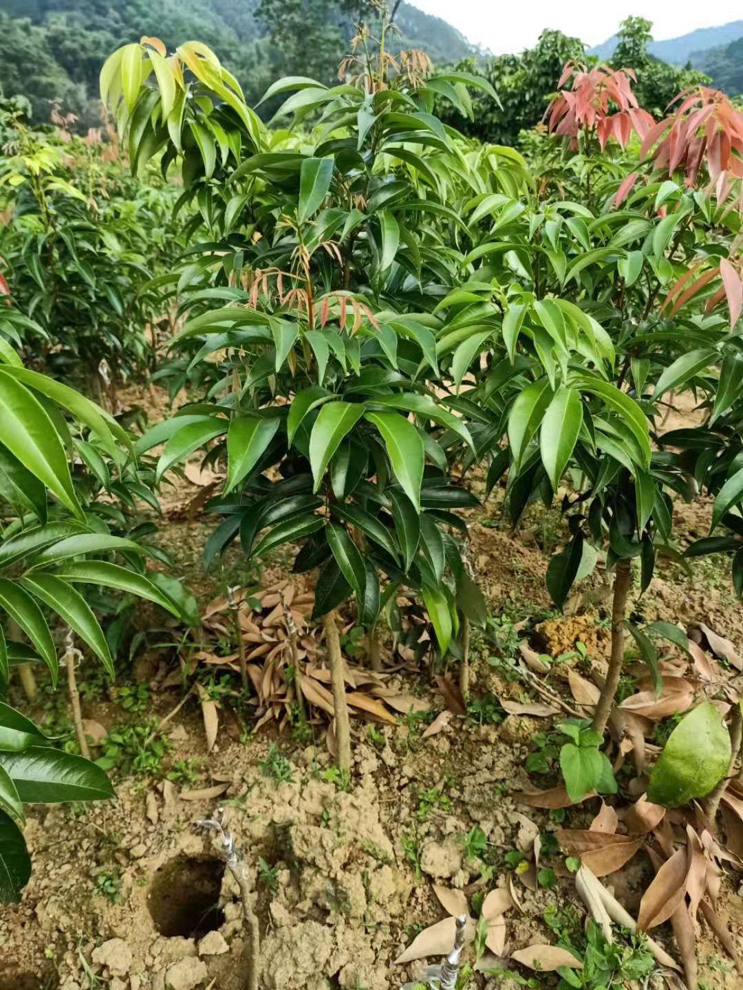 荔枝王苗  火山岩荔枝王荔枝嫁接苗紫娘喜荔枝苗            部分包邮