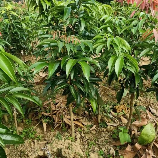 灵山县荔枝王苗