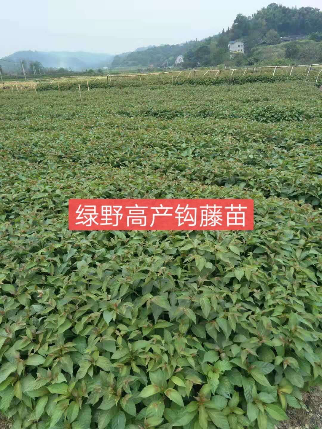 钩藤苗 优质金钩藤小苗包邮30公分左右高度