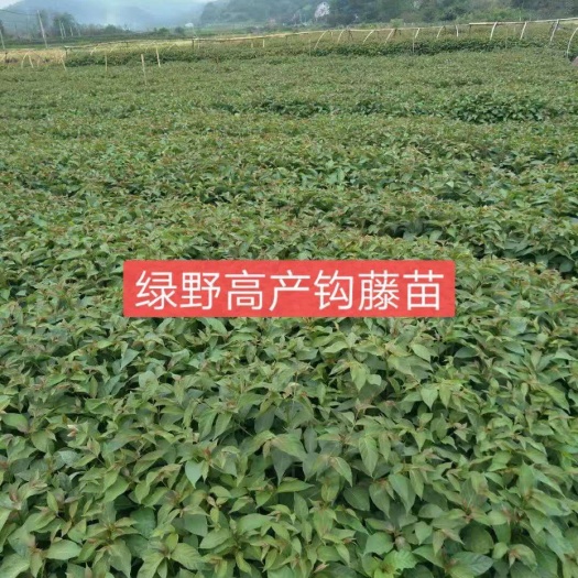 钩藤苗 优质金钩藤小苗包邮30公分左右高度