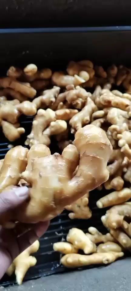 大黄姜  新鲜大姜，二黄姜，优质生姜大量出售。山东生姜基地
