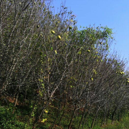 新沂市木瓜树 优质木瓜海棠4一7公分，物美价廉