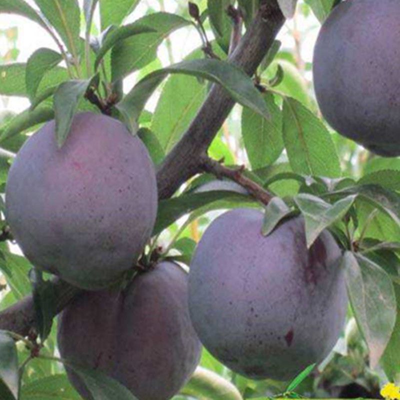 李子树苗   果树苗三华李子苗 脆红李子