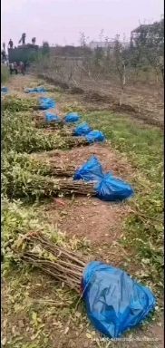 无刺花椒苗  两年生韩城大红袍，高六十以上