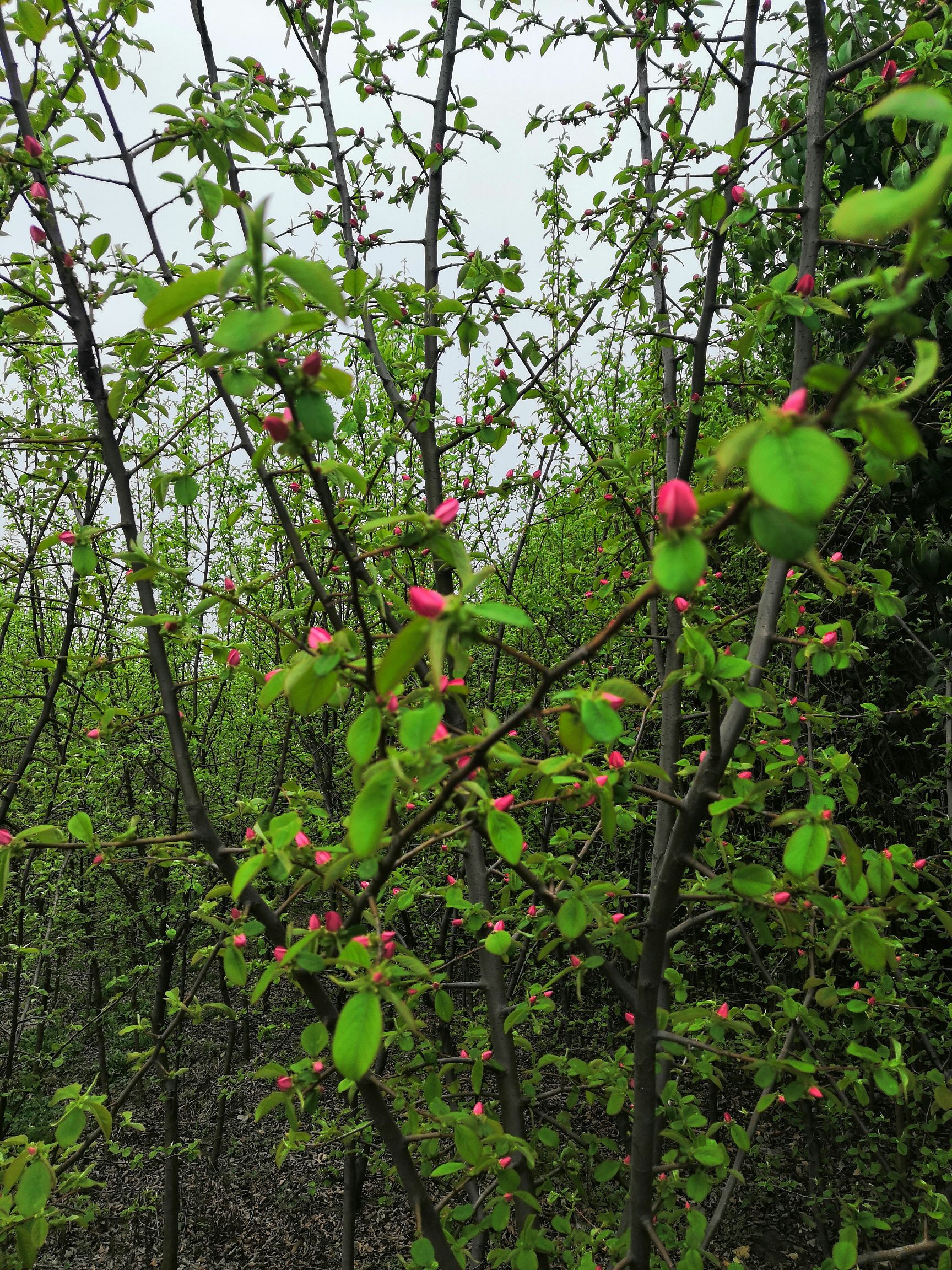 木瓜树 优质木瓜海棠4一7公分，物美价廉