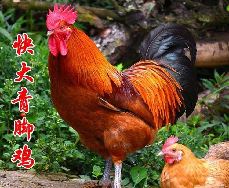 湖南厂价直销，快大青脚麻鸡苗，肉鸡型，
