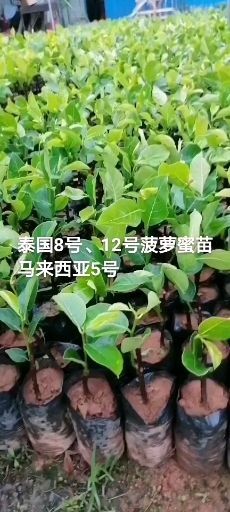 泰国十二号红肉菠萝蜜苗  红肉   脆甜   种植3年结果