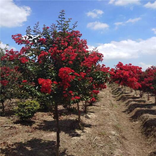 沭阳县紫薇树苗庭院满堂红百日红植物红花红火箭大苗当年开花绿化行道树