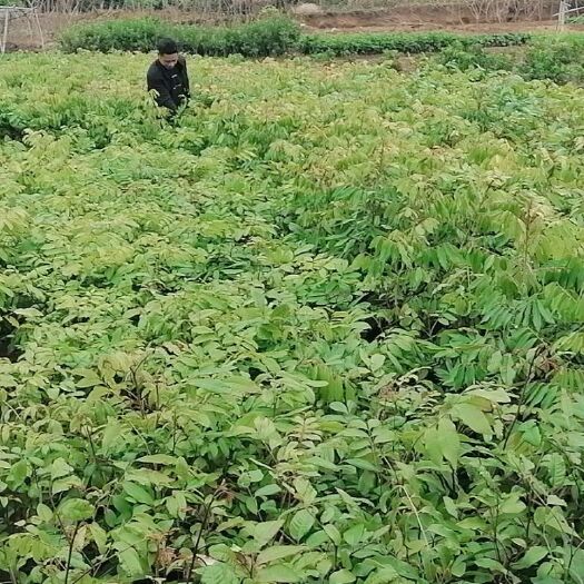 灵山县桂味荔枝苗 嫁接苗 容器苗