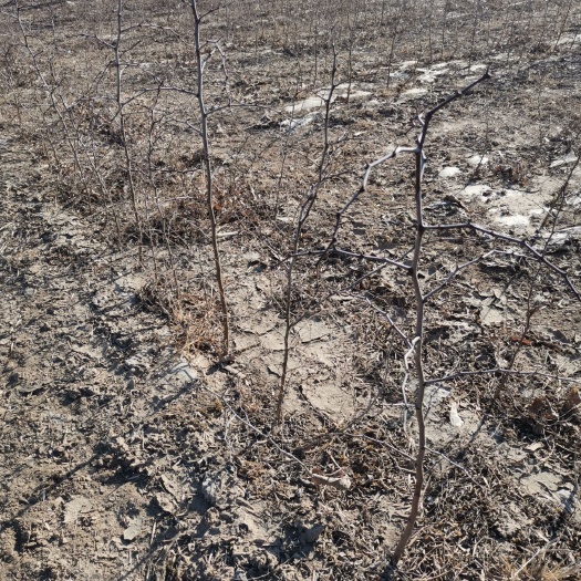 滨州酸枣苗  种植酸枣树苗繁育基地，冬枣树苗嫁接，