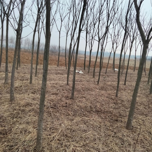 明光市 栾树4一12公分